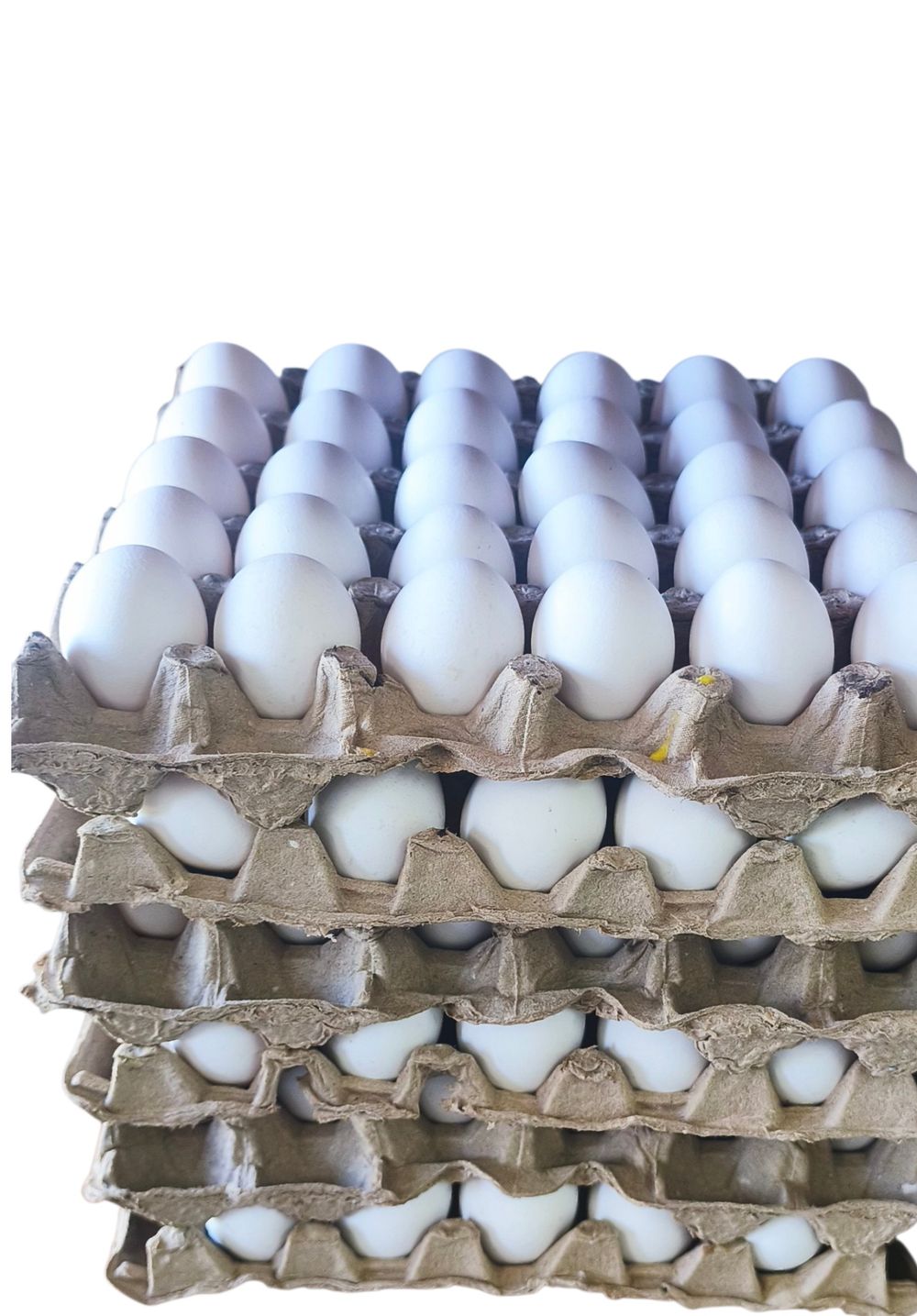 Huevos 1 Docena